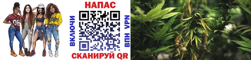 Каннабис индика  Аркадак 